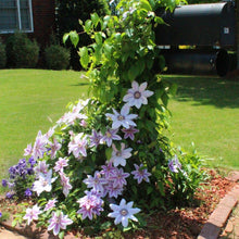 Load image into Gallery viewer, Nelly Moser Clematis Vine
