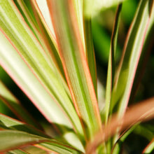 Load image into Gallery viewer, New Zealand Flax
