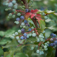 Load image into Gallery viewer, Oregon Grape Holly Shrub
