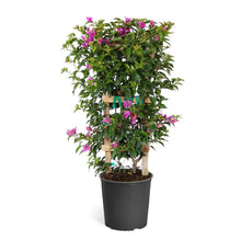 Load image into Gallery viewer, New River Purple Bougainvillea
