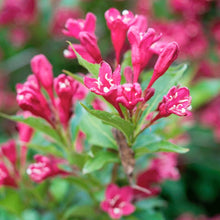Load image into Gallery viewer, Red Prince Weigela Tree
