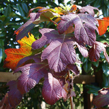 Load image into Gallery viewer, Ruby Slippers Hydrangea Shrub
