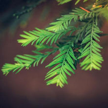 Load image into Gallery viewer, Sequoia Tree
