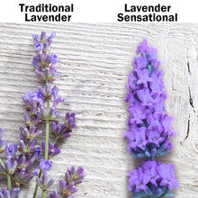 Load image into Gallery viewer, Sensational™ Lavender Plant
