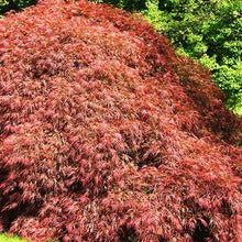 Load image into Gallery viewer, Spring Delight Japanese Maple
