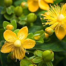 Load image into Gallery viewer, St John's Wort Plant
