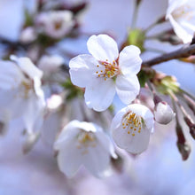 Load image into Gallery viewer, Stella Cherry Tree
