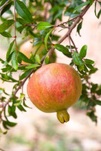 Load image into Gallery viewer, Sweet Pomegranate Tree
