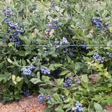 Load image into Gallery viewer, Tifblue Blueberry - USDA Organic
