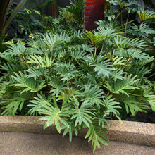 Load image into Gallery viewer, Xanadu Philodendron 'Winterbourn' Plant
