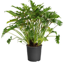Load image into Gallery viewer, Xanadu Philodendron 'Winterbourn' Plant
