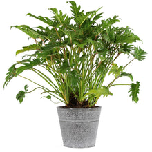 Load image into Gallery viewer, Xanadu Philodendron 'Winterbourn' Plant
